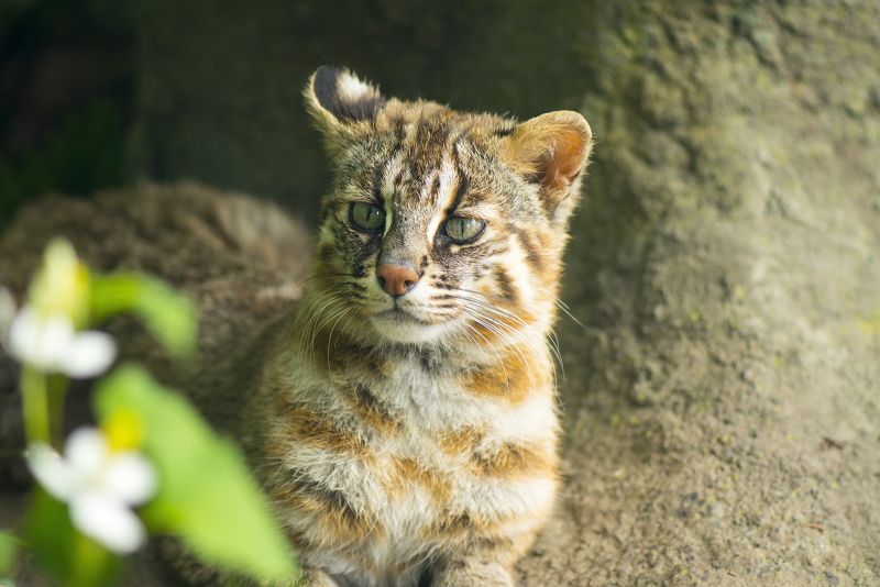 Mèo báo Tsushimayama